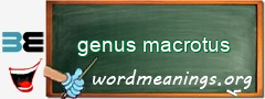 WordMeaning blackboard for genus macrotus